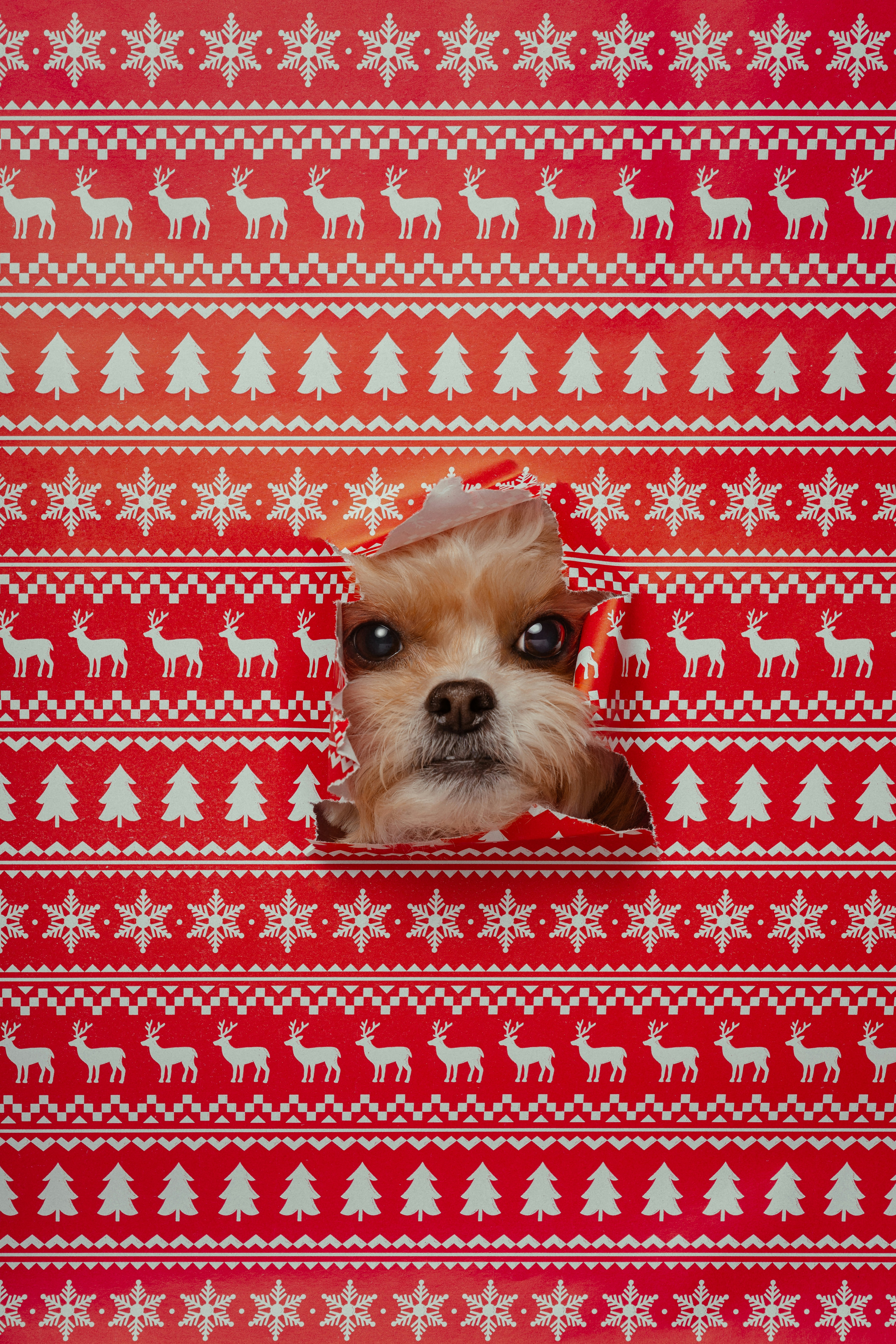 Holiday cheer and safety tips from East Texas Security Training Academy
